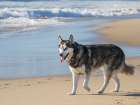 Alaskan Husky dog walking on a beach. Art Print